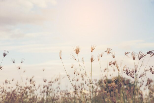 Photo close-up of stalks on field against sky