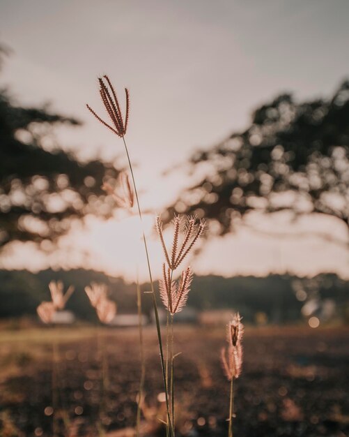 Photo close-up of stalks in field against sky