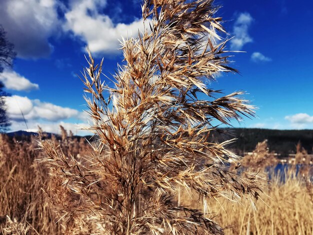 Photo close-up of stalks in field against sky