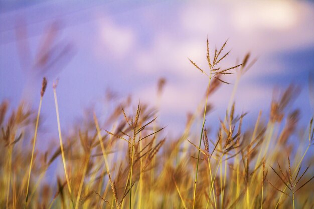 Close-up of stalks in field against sky