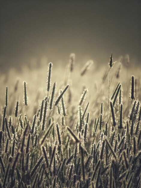 Photo close-up of stalks in field against sky