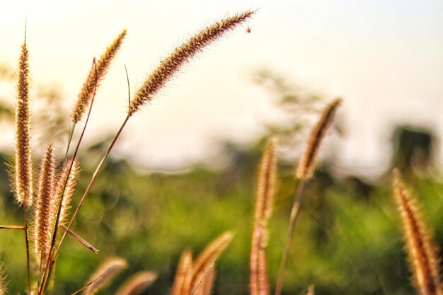 Close-up of stalks in field against sky