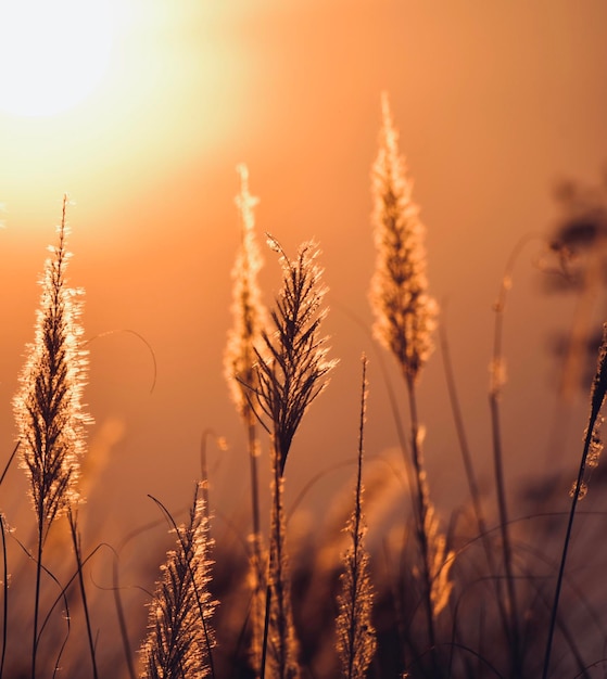 Close-up of stalks in field against sunset sky