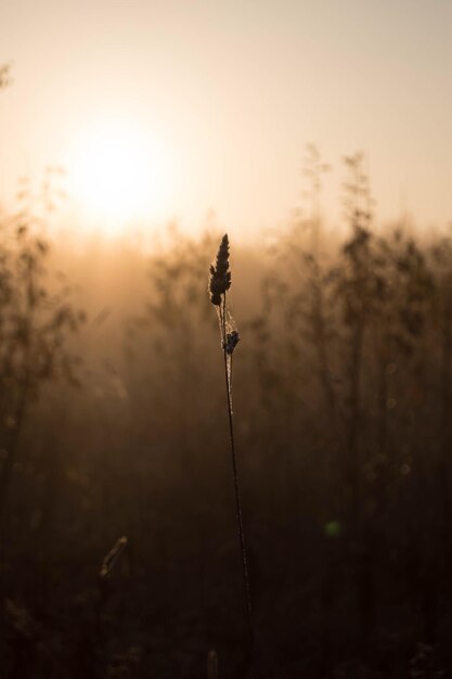 Foto prossimo piano dei gambi sul campo contro il tramonto