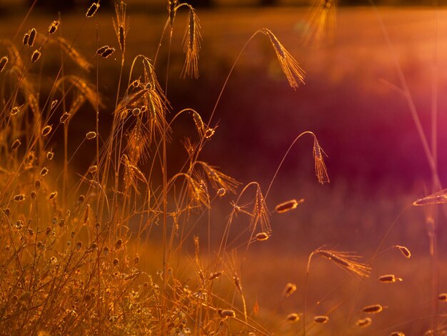 Close-up of stalks in field at sunset