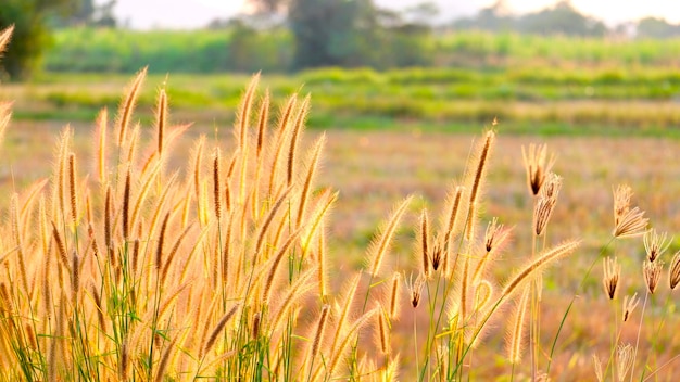 Close-up of stalks in field