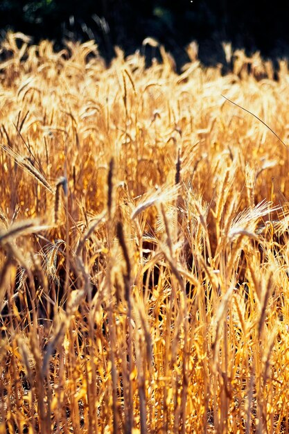 Photo close-up of stalks in field