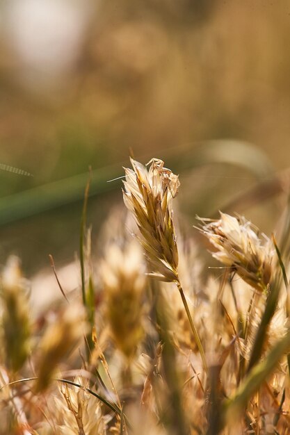 Photo close-up of stalks in field