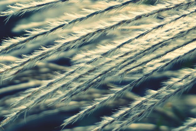 Photo close-up of stalks in field