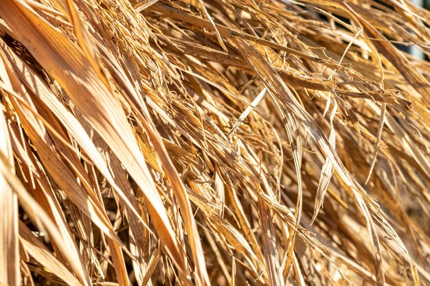 Photo close-up of stalks in field