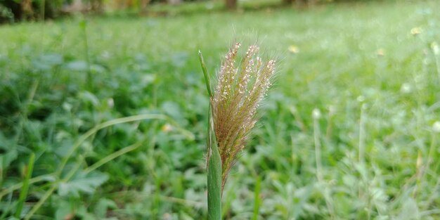 Close-up of stalks in field