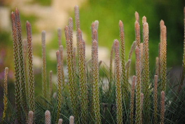 Photo close-up of stalks in field