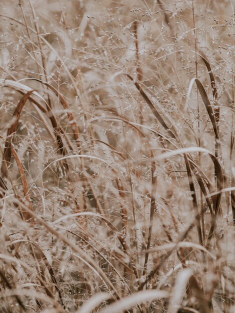 Photo close-up of stalks in field