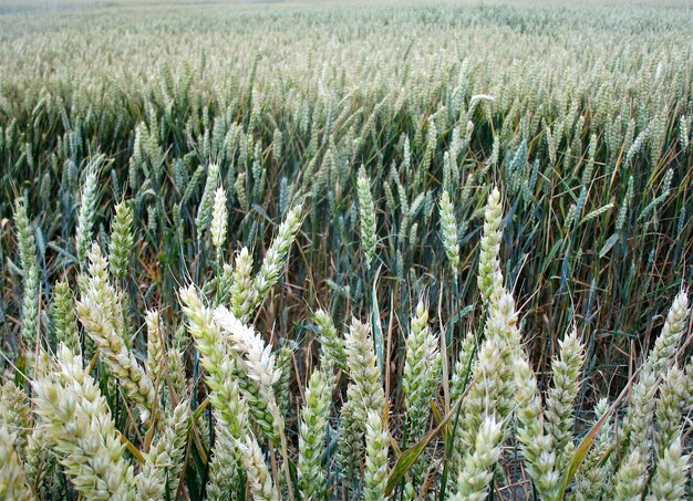 Foto prossimo piano dei gambi nel campo