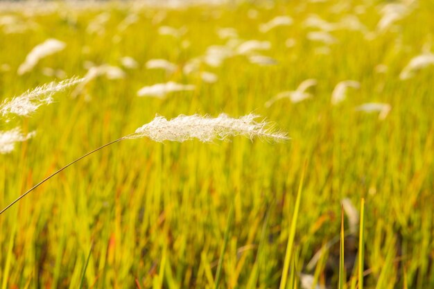 Foto prossimo piano dei gambi nel campo