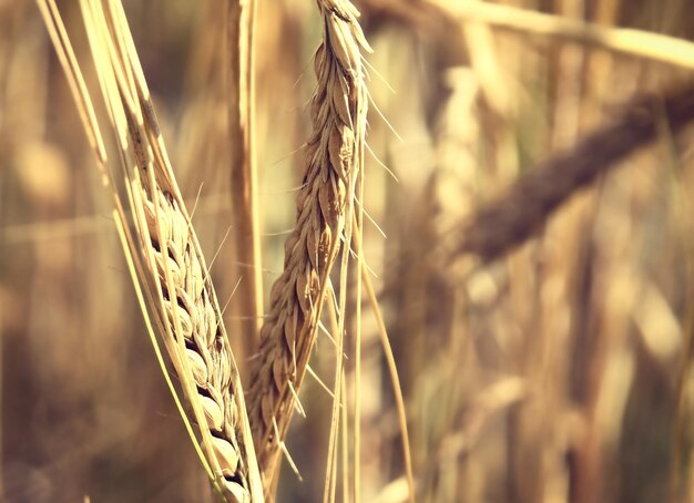 Photo close-up of stalks in field