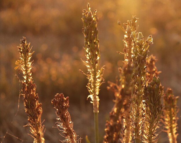 Photo close-up of stalks in field