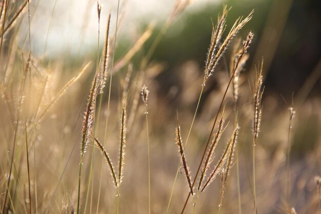 Close-up of stalks in field