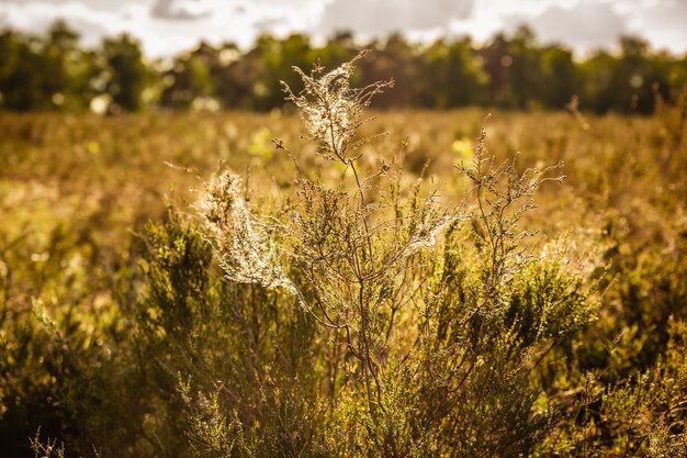 Photo close-up of stalks in field