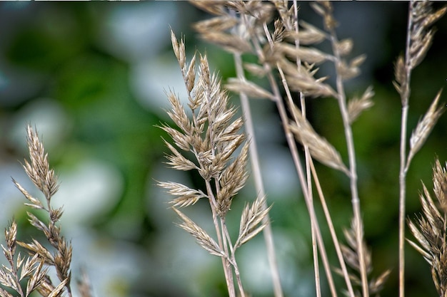 Photo close-up of stalks in field