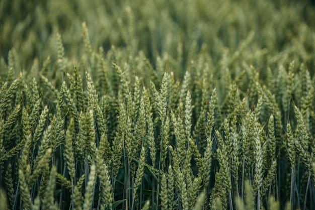 Photo close-up of stalks in field