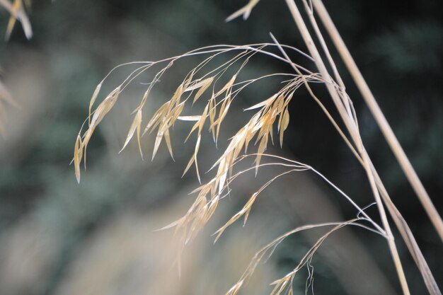 Close-up of stalks in field