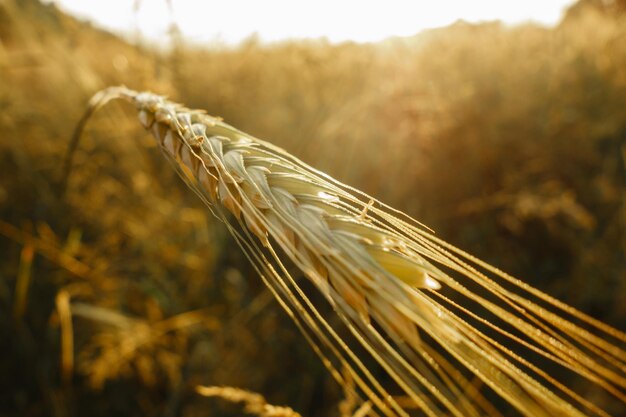 Photo close-up of stalks in field