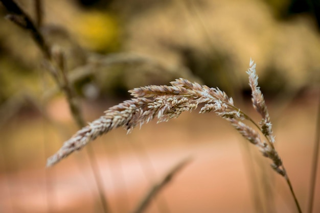 Photo close-up of stalks in field