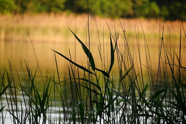 Photo close-up of stalks in field