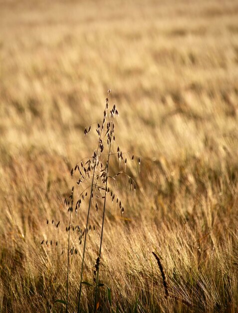 Close-up of stalks in field