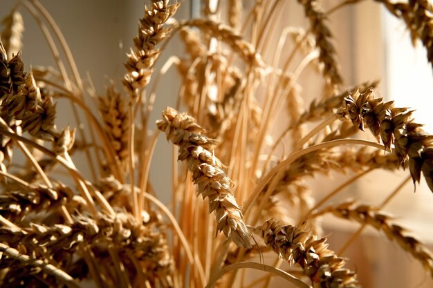 Photo close-up of stalks in field