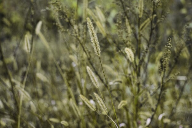 Close-up of stalks in field