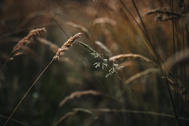 Close-up of stalks in field