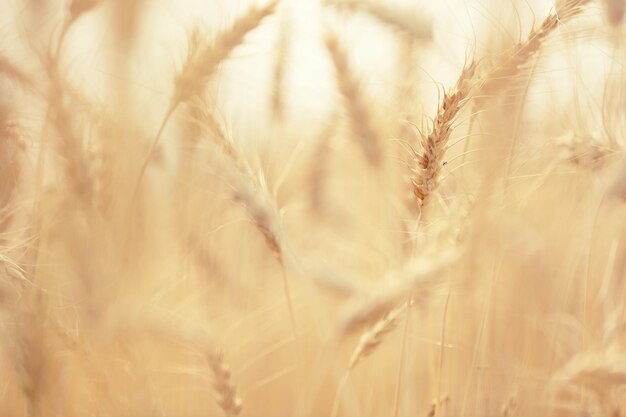 Photo close-up of stalks in field