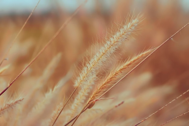 Photo close-up of stalks in field