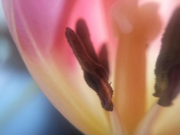 Photo close-up of stamen on flower