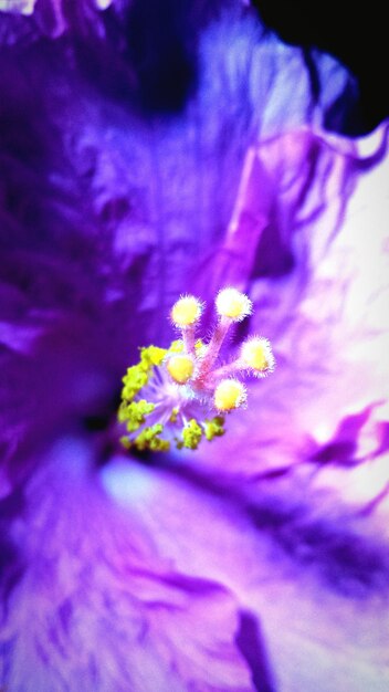 Close-up of stamen of purple flower