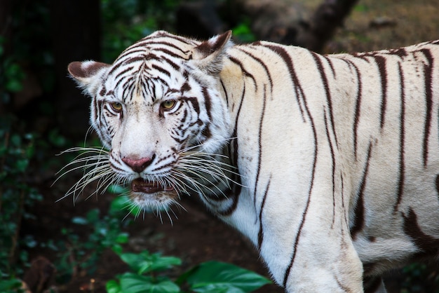 Foto sguardo da vicino di una severa tigre siberiana, la bestia più pericolosa mostra la sua calma grandezza. bellezza selvaggia di un grosso gatto grave.