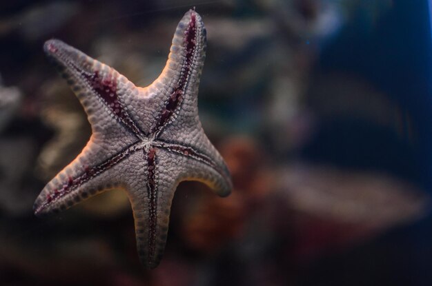 Foto prossimo piano di una stella marina in acquario