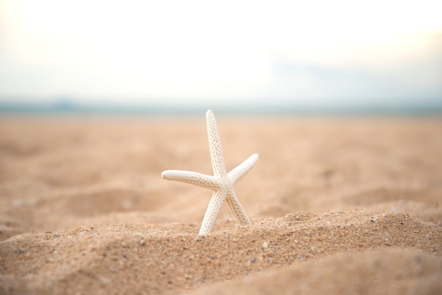 Close up starfish on the beach and twilight sunset