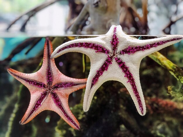 Foto prossimo piano di una stella marina sulla spiaggia