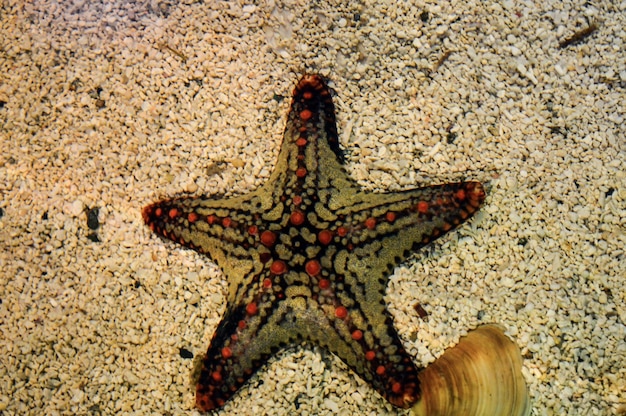 Photo close-up of starfish on beach