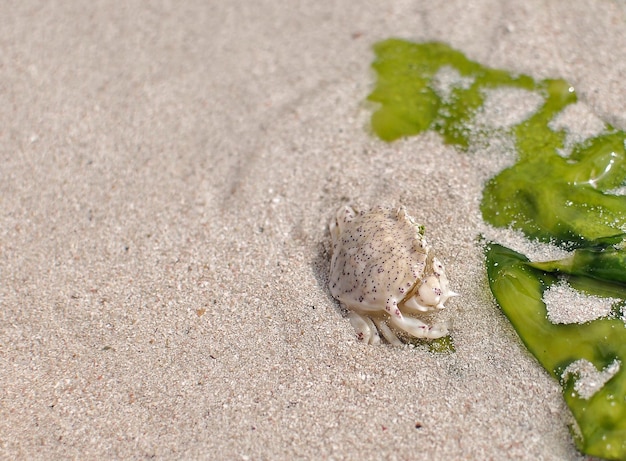 Photo close-up of starfish on sand