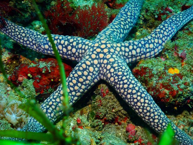 Close-up of starfish in sea