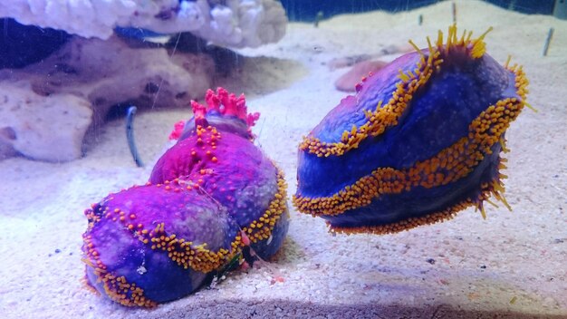 Close-up of starfish in sea