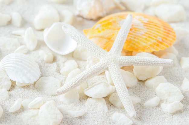 Close up of starfish and seashells on white sand background