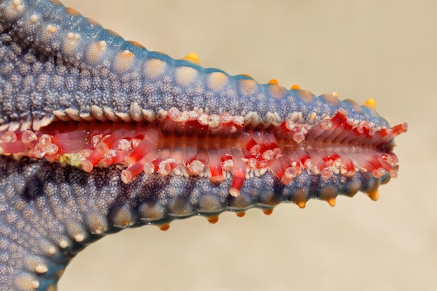 Foto da vicino un tentacolo di stella marina isola di zanzibar