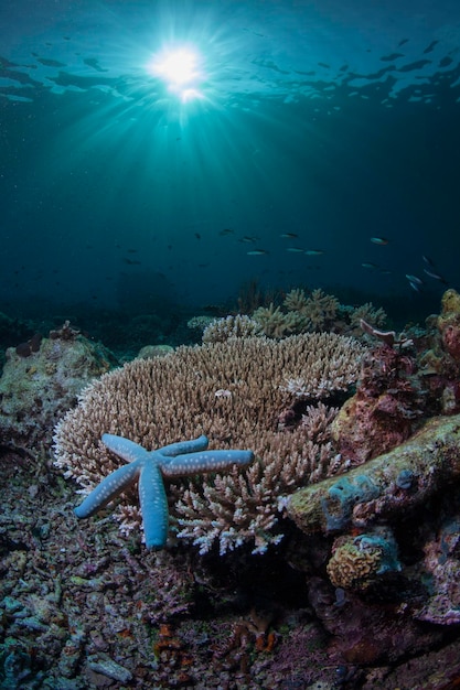 close-up of starfish underwater