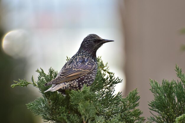 Photo close up of starling bird perching on branch