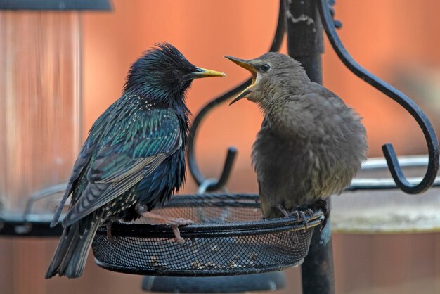 Foto close-up di storni appoggiati su un alimentatore per uccelli